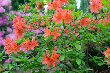 Red Rhododendron Japonicum blooming in a garden