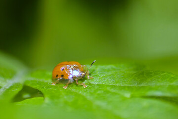 Tortoise beetle