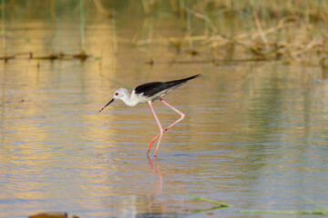 Black-winged stilt also common stilt in marsh waters. its warm tones.