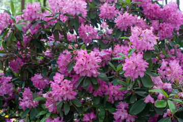 Purple Rhododendron Panenka blooming in a garden