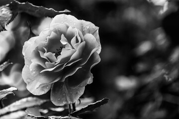 rose in the garden black and white
