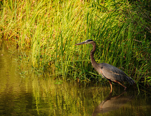 GREAT BLUE HERON
