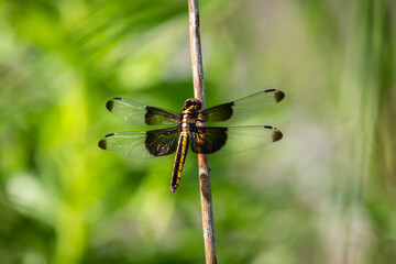 close up of a dragonfly © Bob