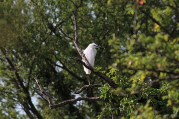 Garzetta comune - Egretta garzetta