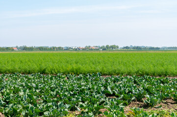 Fototapeta na wymiar Farm field with growing green broccoli cabbage and florence fennel plants
