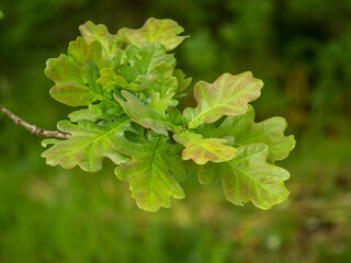 Closeup of fresh green oak leaves on a tree branch in early summer
