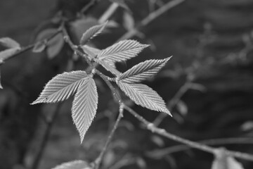 Young leaves in the spring 