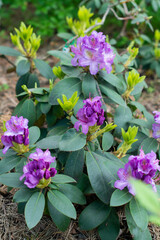 Purple Rhododendron Dace blooming in a garden 