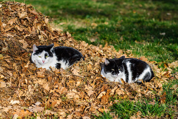 Two serious cats sitting on a pile of dry leaves. Autumn.