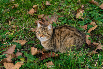 Cat is sitting on the green grass among the dry leaves. Autumn.