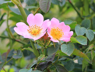 spring flowering of bright flowers