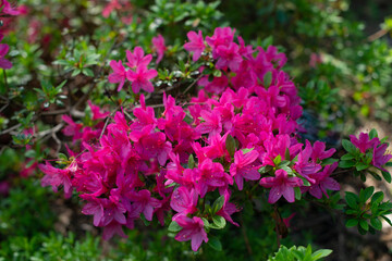 Pink Rhododendron Rosalind blooming in a garden