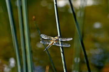 dragonfly on a branch