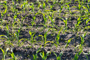 Farmer field with rows of young green corn plants
