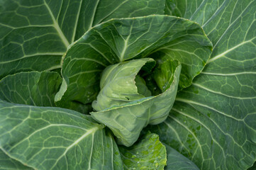 Fototapeta na wymiar Sweetheart cabbage plant growing in garden