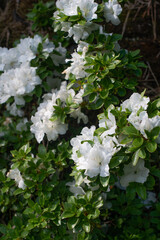 White Rhododendron  Panda blooming in a garden
