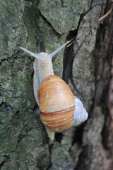 large snail travels on a tall tree