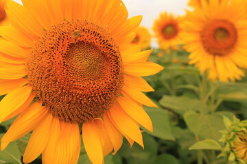 Obraz premium sun flower