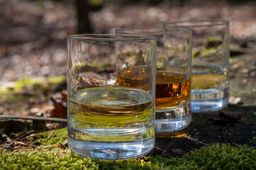 Tasting of scotch single malt whisky from Islay island, most intensely flavoured of all whiskies in Scotland