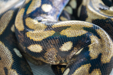 The species of pythons that have been developed, the species are animals that are raised for the economy. Exotic pets from Asia