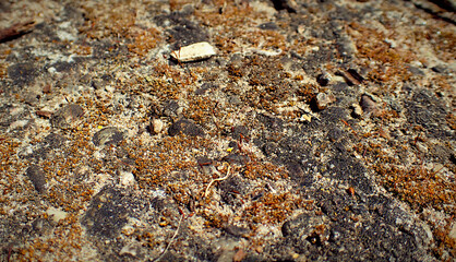 Close up of mossy ground