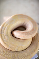 Fototapeta premium The species of pythons that have been developed, the species are animals that are raised for the economy. Exotic pets from Asia