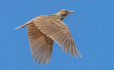 Cappellaccia - Crested lark (Galerida cristata)