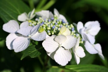 vivid pretty little hydrangea