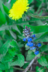 young spring forest flowers