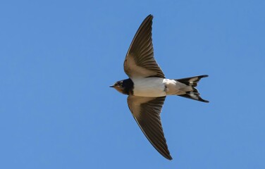 giovane Rondine comune - juvenile Common swallow (Hirundo rustica)