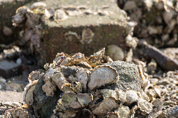 Harvesting of wild oysters shellfish on sea shore during low tide in Zeeland, Netherlands