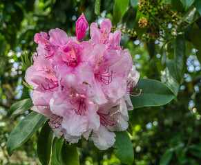 Pink Blossoms Close-up