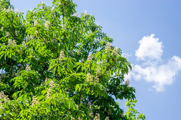 white blooming flowers of European horse chestnut tree