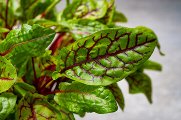 Organic colorful blood sorrel plant close up