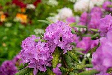 purple lilac  flowers in the garden