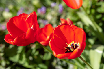 Red tulip flowers close up