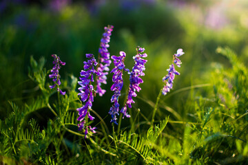 Blue wildflowers in a green meadow. Warm spring evening with a bright meadow during sunset.