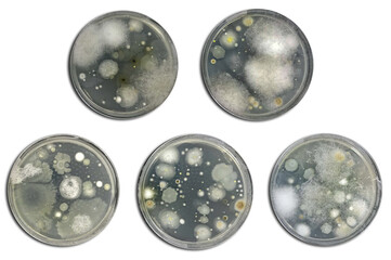 Bacteria on agar plate isolated from air