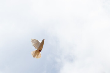"The symbol of peace" White pigeon flying in the sky