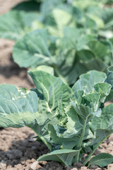 Naklejka premium Farm field with growing green broccoli cabbage plants