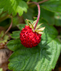 Ripe red Fragaria vesca or wild strawberry growing in forest
