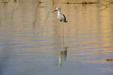 Black-winged stilt also common stilt in marsh waters. its warm tones.