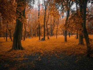magical sunny forest in golden tones. colors of autumn