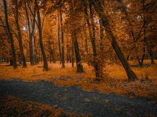 Fototapeta premium colors of autumn in the forest. golden autumn wood