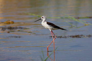 Black-winged stilt also common stilt in marsh waters. its warm tones.