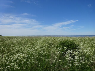 Morsum Kliff im Juni 2020