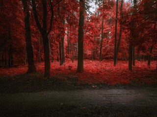 Mystery dark forest with road. Autumn forest in red tones. 