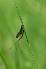 Adult mayfly, ephemera danica, resting on a blade of grass