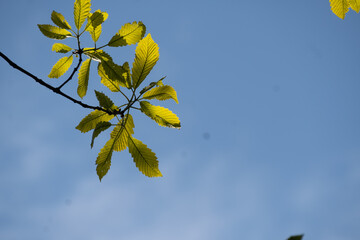 Obraz premium yellow leaves against blue sky