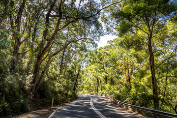 Driving through a rainforest along the Great Ocean Road in Victoria, Australia.